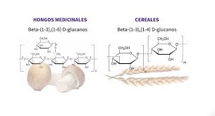Lee más sobre el artículo <strong>Los betaglucanos de los Hongos.</strong>