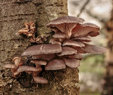 <strong>HIFAS DA TERRA DETOX CAPSULAS</strong>